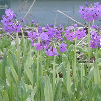 Primula chionantha